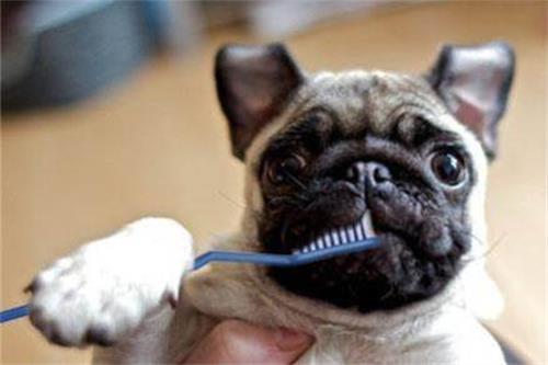 娱乐吃瓜酱小孩扇狗狗嘴巴子,娱乐吃瓜酱见证温馨一幕