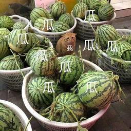 娱乐吃瓜头像高清图